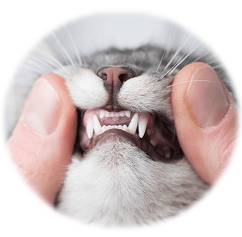 Hovedbilde Tannpleie