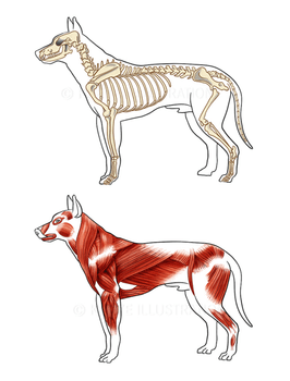 Hovedbilde Skjelett & Musklatur