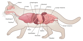 Hovedbilde Vitale Organer (hjerte, lever, nyre, urinveier, mage og tarm)
